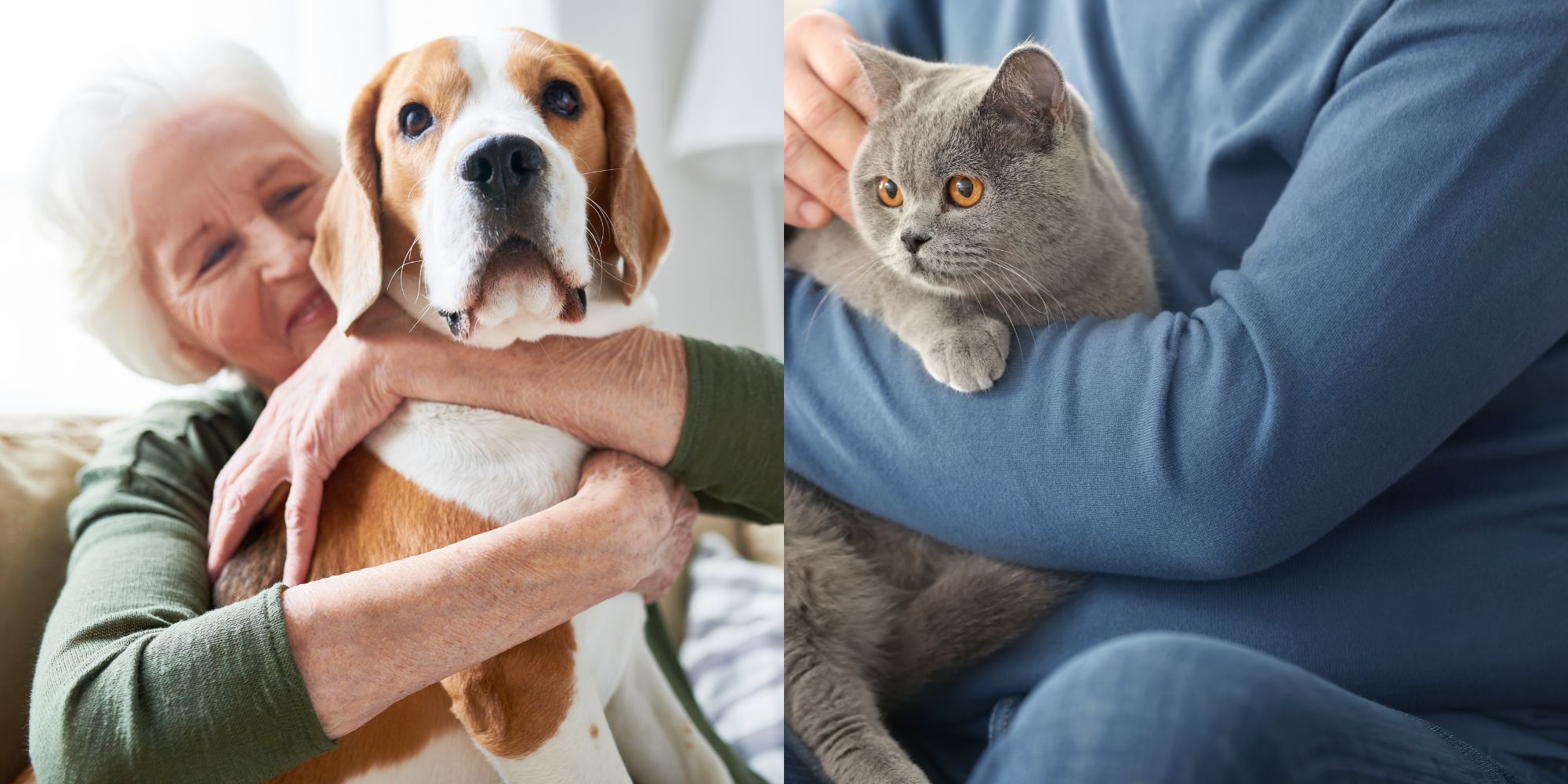 elderly people with dog and cat best pets for seniors