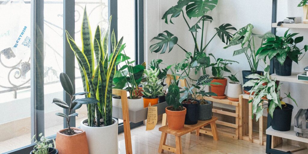 indoor plants by a window indoor gardening ideas for seniors